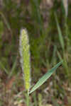 Annual rabbitsfoot grass